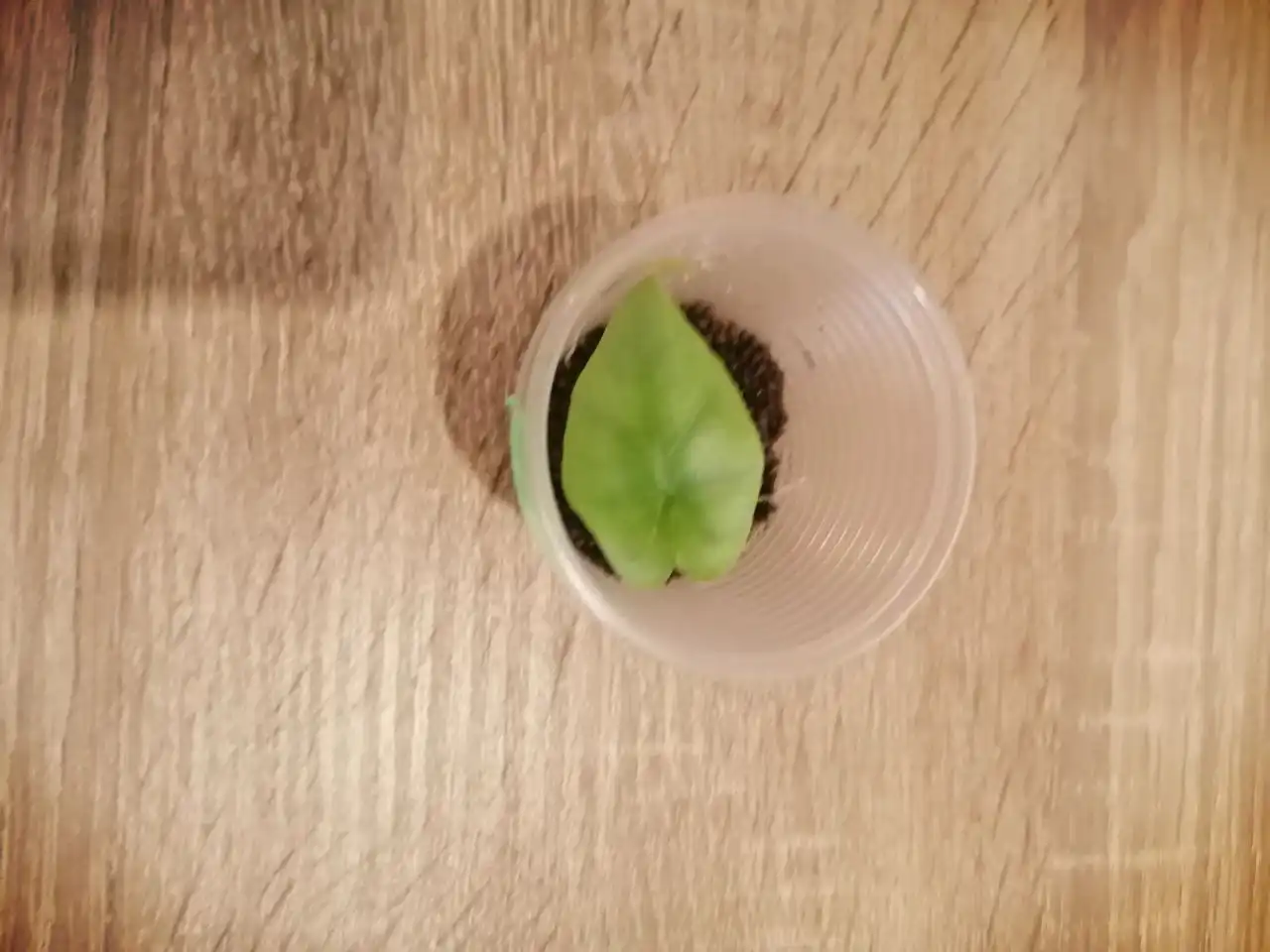 Продажа комнатного растения Алоказия Бисма Платиум - Комнатные растения (Хобби и отдых) в Красноярск