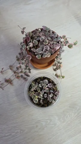 Церопегия Вуда вариегатная - Велосипеды в Красноярск