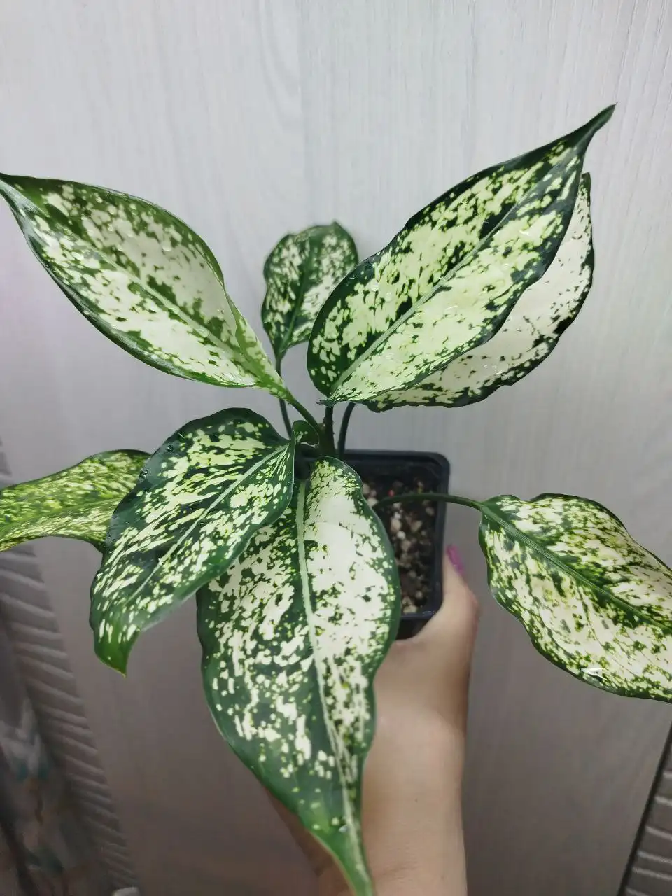 Продажа аглаонемы Сиам парагон и Батерфляй - Комнатные растения (Хобби и отдых) в Красноярск