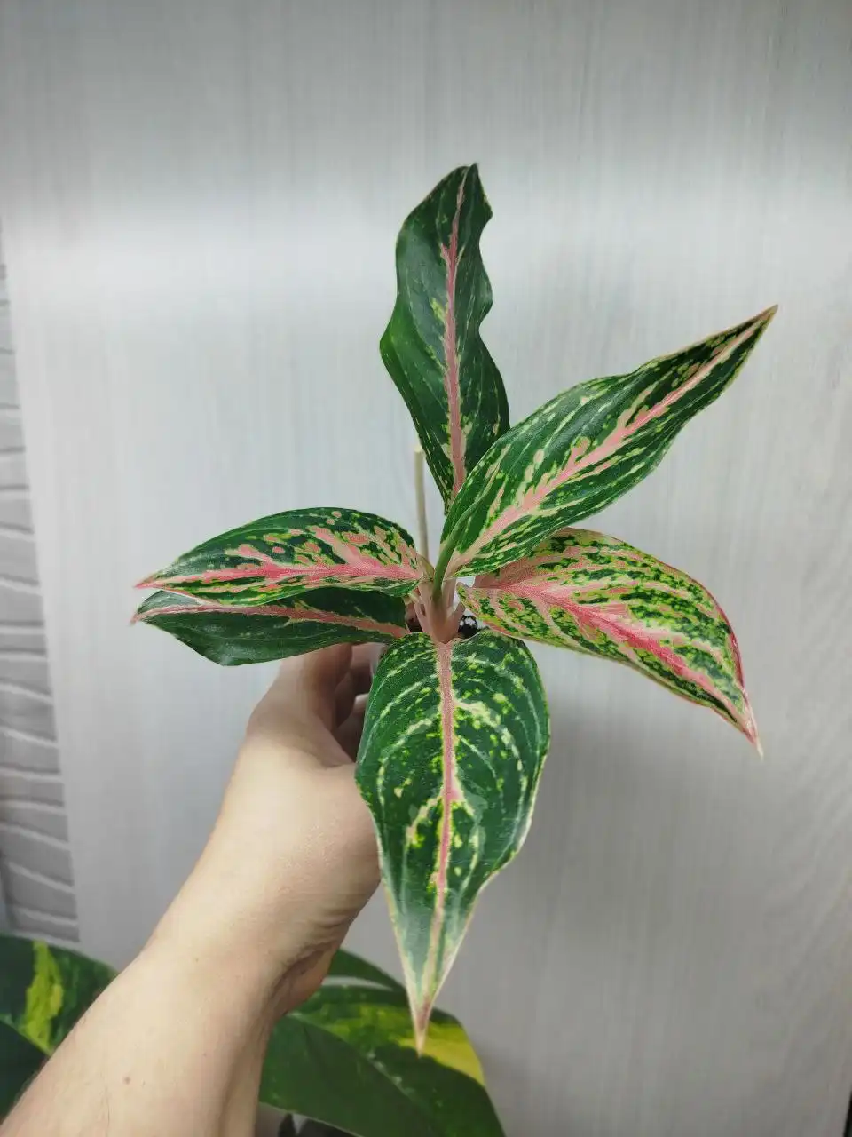 Продажа аглаонемы Сиам парагон и Батерфляй - Комнатные растения (Хобби и отдых) в Красноярск