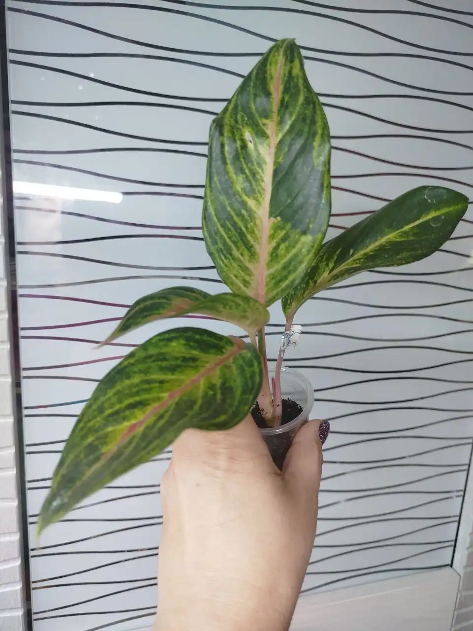 Аглаонема Тонг лай ма - Комнатные растения (Хобби и отдых) в Красноярск