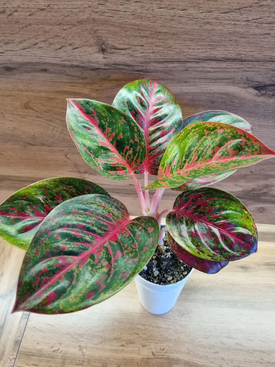 Аглаонема Рэд Монгол с деткой - Комнатные растения (Хобби и отдых) в Красноярск