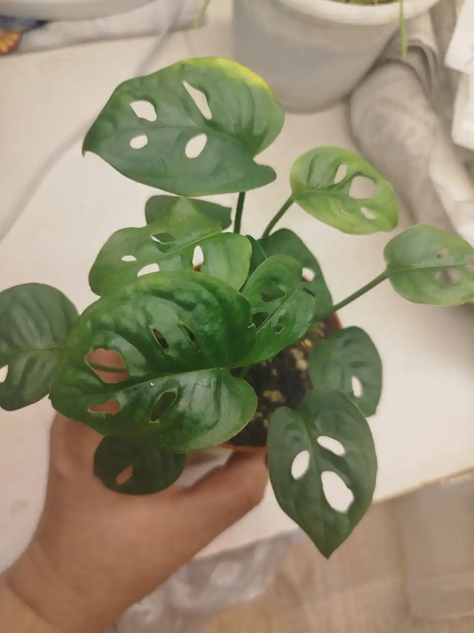 Монстера Манки с ростками - Комнатные растения (Хобби и отдых) в Красноярск