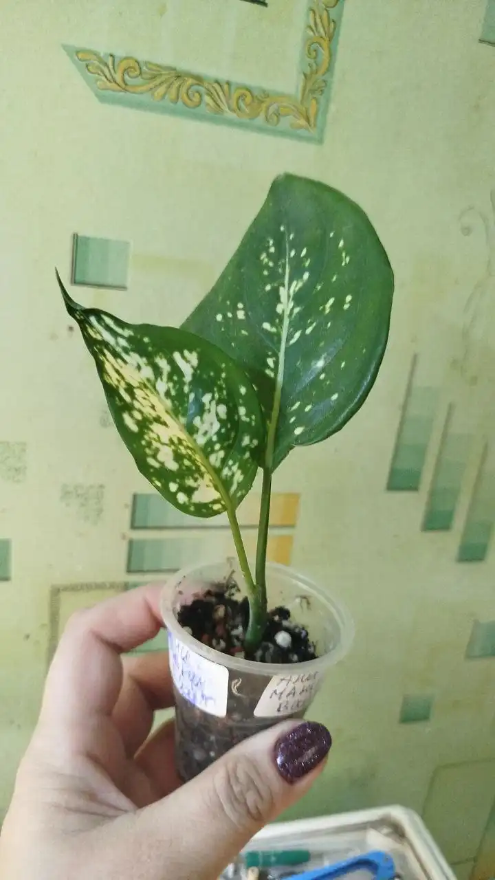 Аглаонема Анимани Вайт комнатное растение - Комнатные растения (Хобби и отдых) в Красноярск