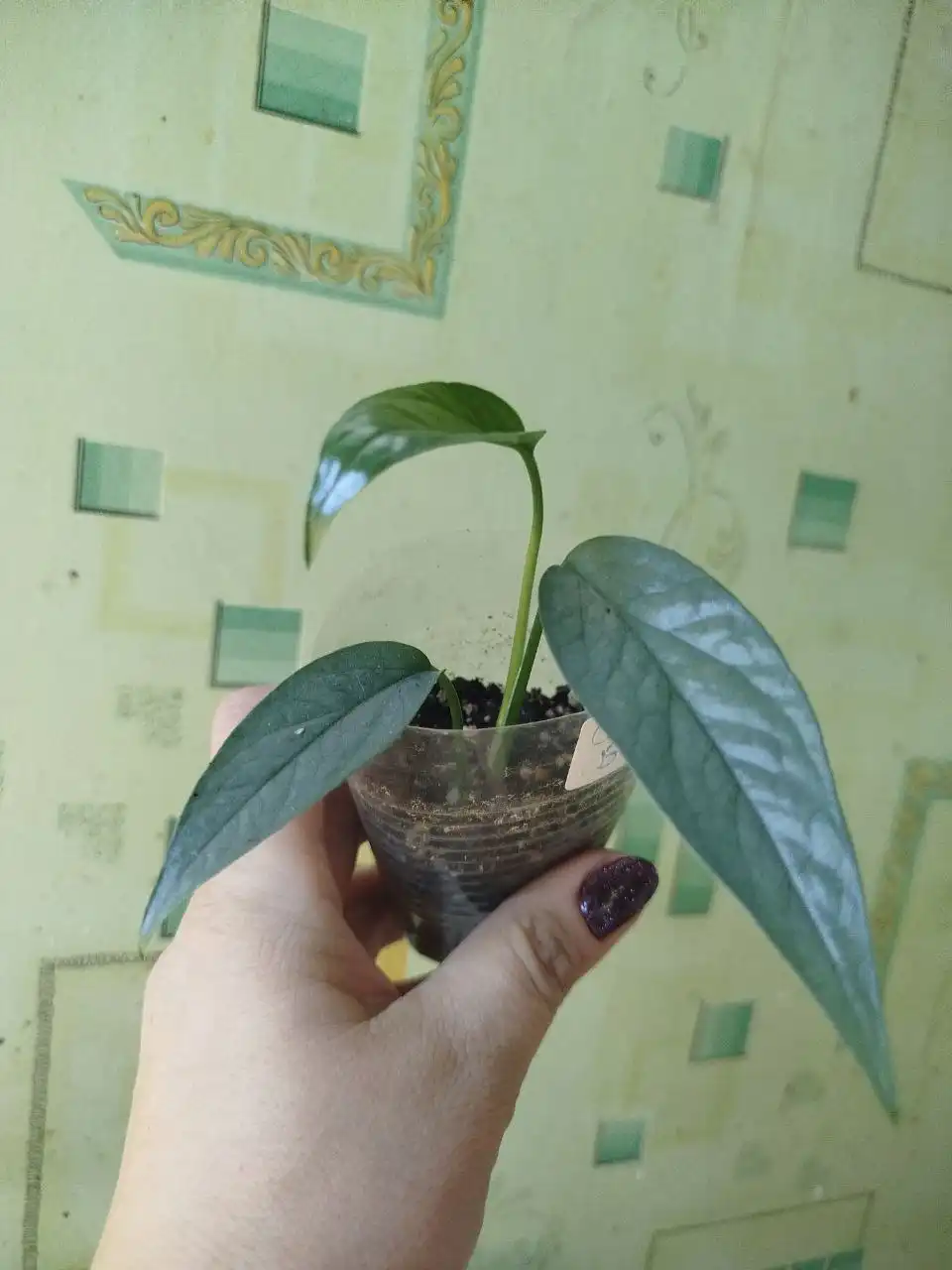 Алоказия Бамбино и Эпипренум Себу Блю - Комнатные растения (Хобби и отдых) в Красноярск