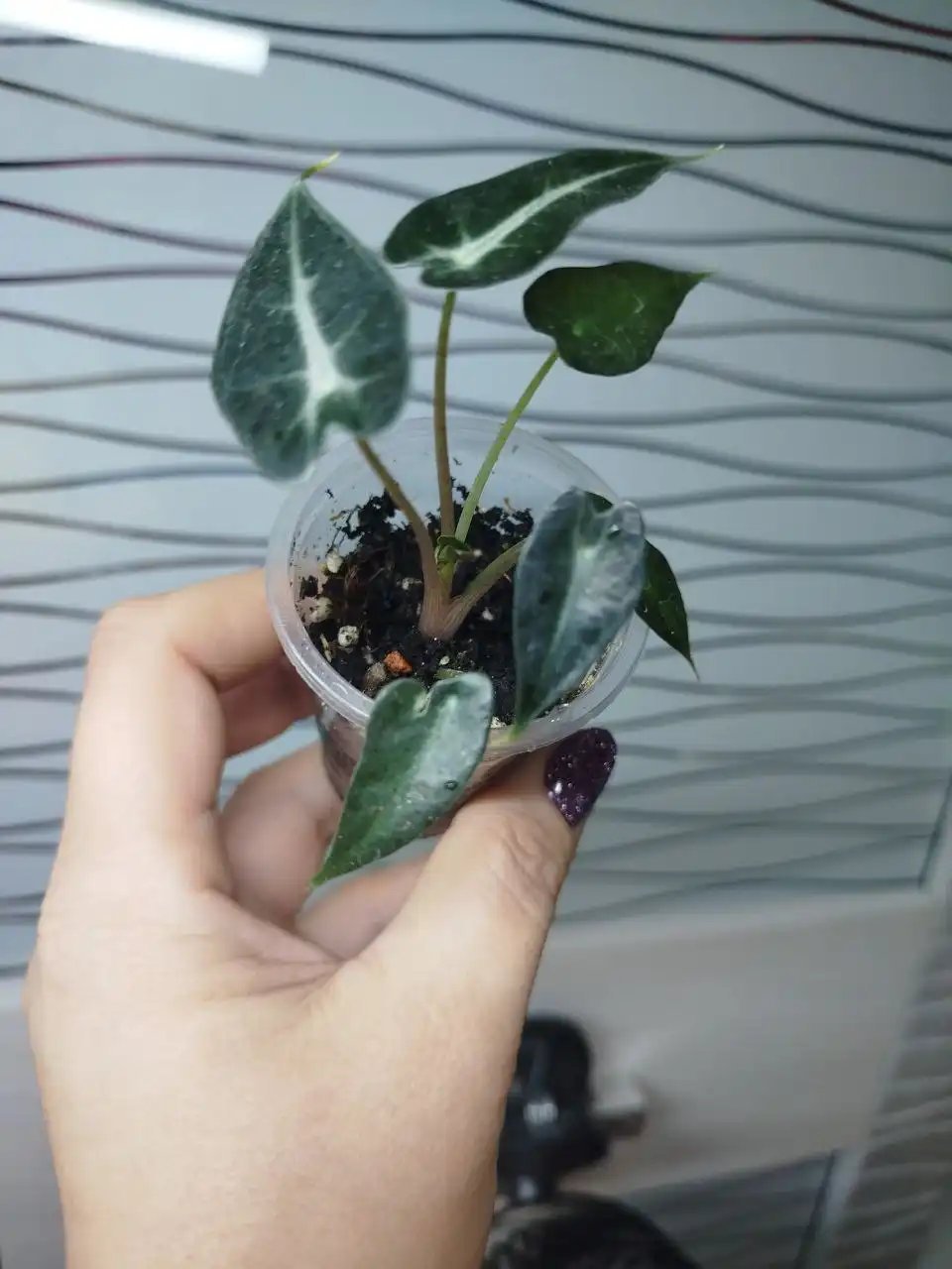 Алоказия Бамбино и Эпипренум Себу Блю - Комнатные растения (Хобби и отдых) в Красноярск