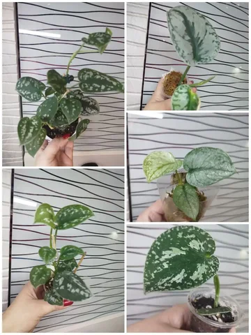 Продажа черенков сциндапсуса Пиктум аргиреус - Велосипеды в Красноярск