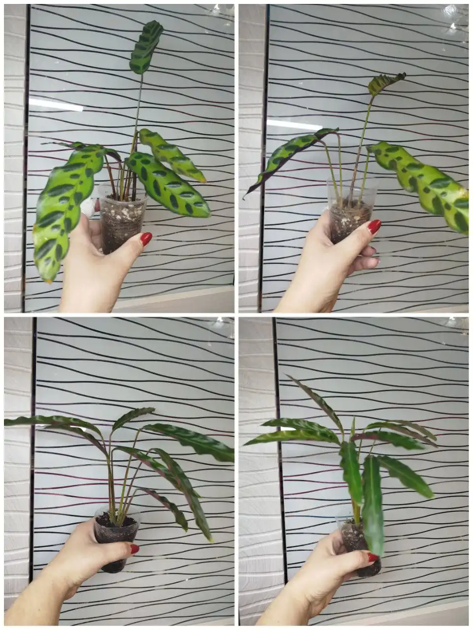 Продажа деленок калатей - Комнатные растения (Хобби и отдых) в Красноярск