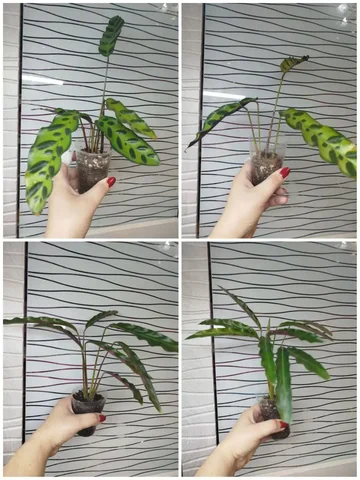 Продажа деленок калатей - Велосипеды в Красноярск