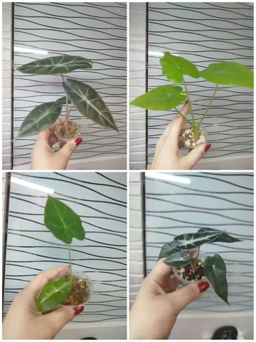 Продажа алоказий - Велосипеды в Красноярск