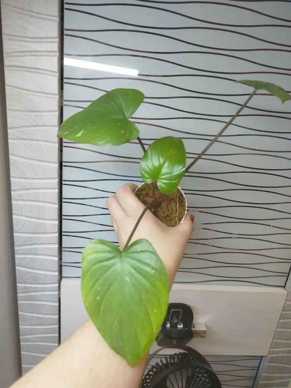 Хомалонема Сильвер сплеш - комнатное растение - Комнатные растения (Хобби и отдых) в Красноярск