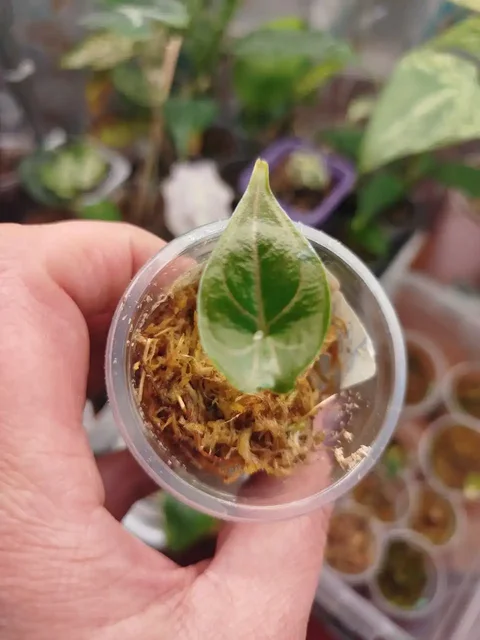 Продажа алоказий Азлани и Мишольца - Велосипеды в Красноярск