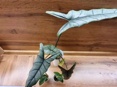 Продажа алоказии Хетерофила Сильвер - Велосипеды в Красноярск