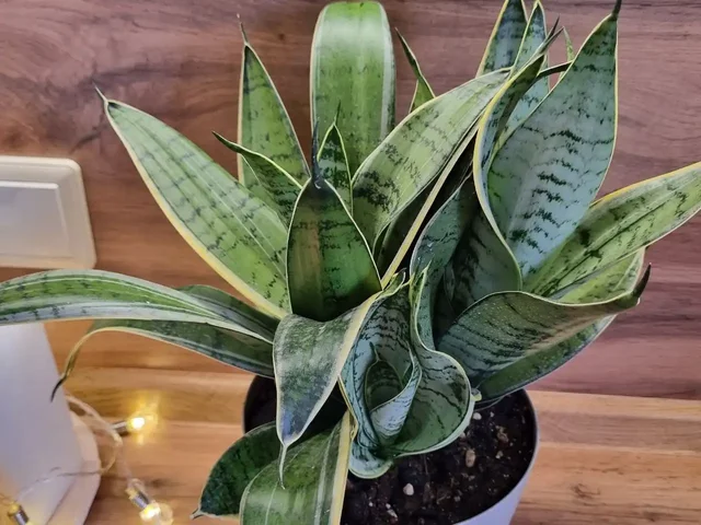 Продажа сансевиерий Хани крем и футура суперба - Велосипеды в Красноярск