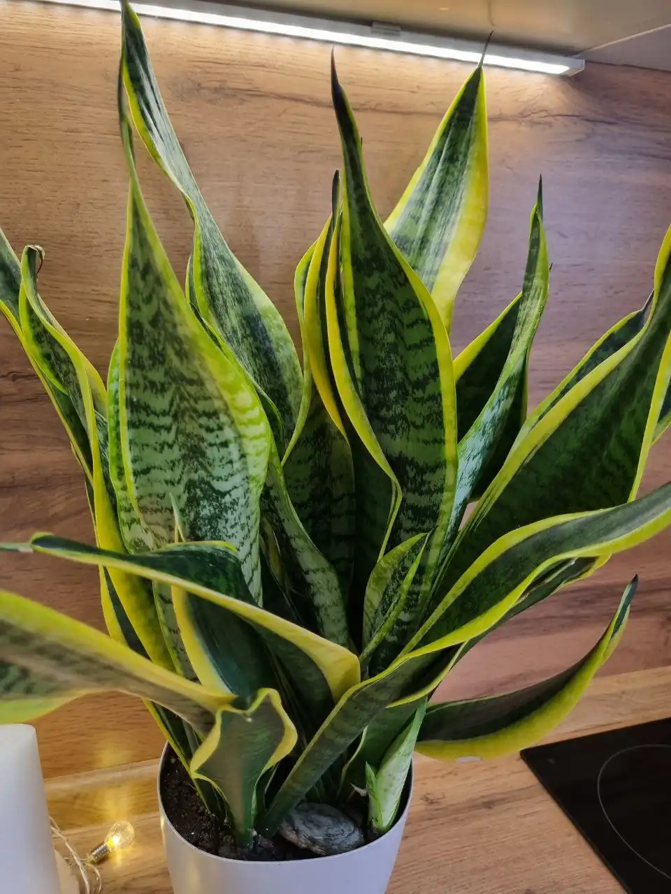 Продажа сансевиерий Хани крем и футура суперба - Комнатные растения (Хобби и отдых) в Красноярск