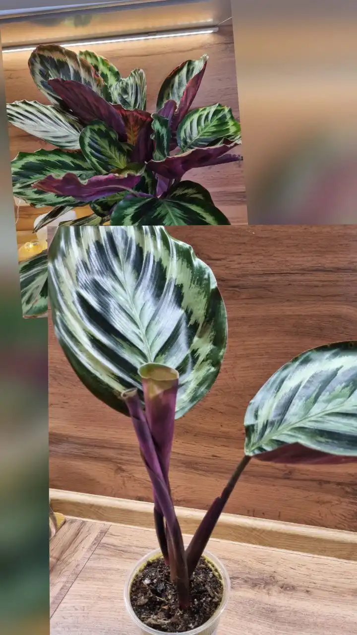 Калатеи Медальон - Комнатные растения (Хобби и отдых) в Красноярск