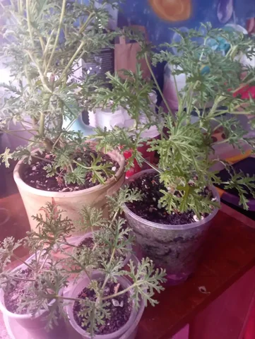 Пеларгония ароматная Radens розовое масло - Велосипеды в Красноярск