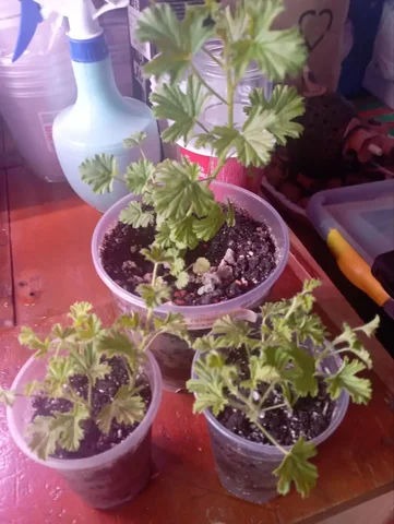 Продается пеларгония ароматная Ангелс Москвитавей Ева - Велосипеды в Красноярск