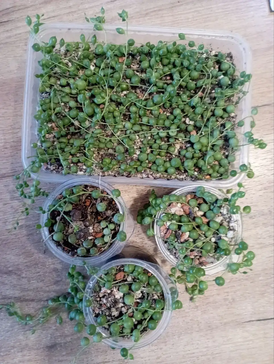 Крестовник Роули комнатные растения - Комнатные растения (Хобби и отдых) в Красноярск