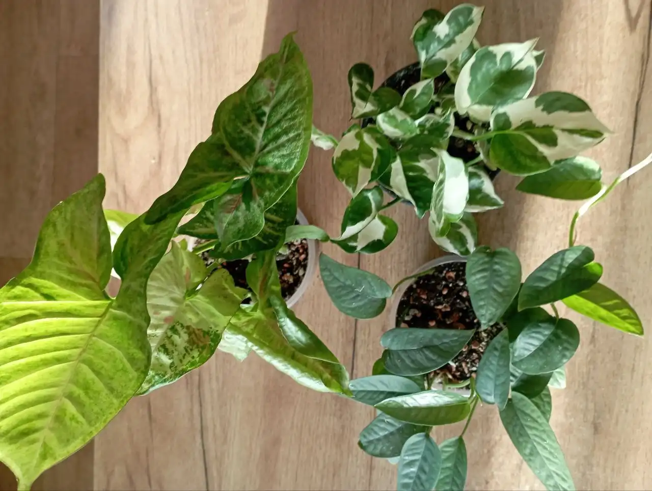 Продажа комнатных растений: Эпипремнум Себу Блю, Энджой, сингониум Милки Вей - Комнатные растения (Хобби и отдых) в Красноярск