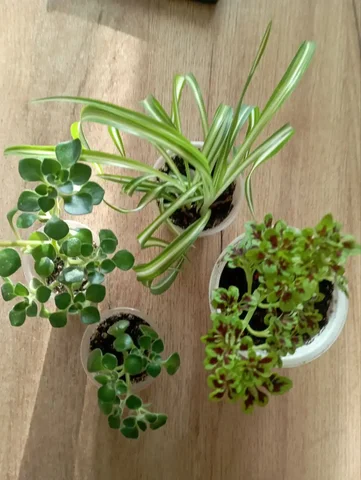 Продажа комнатных растений в Красноярске - Велосипеды в Красноярск