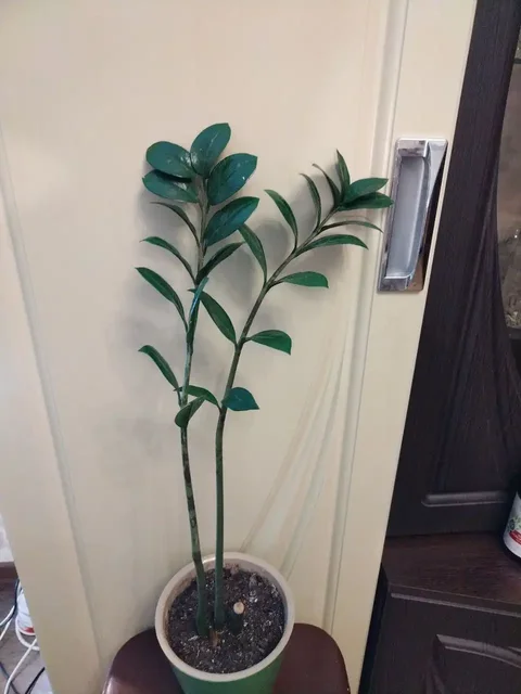 Продам замиокулькас и юкку - Парфюмерия в Красноярск