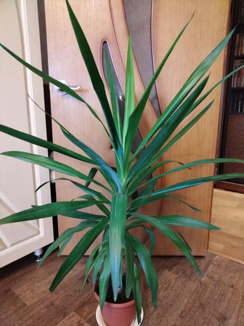 Продам замиокулькас и юкку - Комнатные растения (Барахолка) в Красноярск
