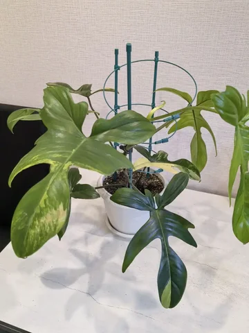 Меджик маск с горшком на опоре - Велосипеды в Красноярск