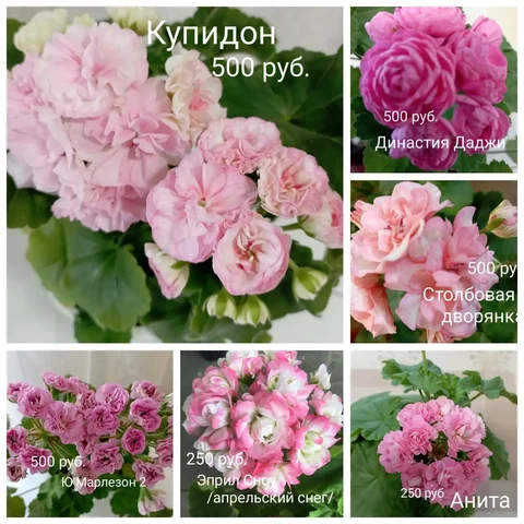 Продажа укорененных черенков пеларгоний в Красноярске - Велосипеды в Красноярск