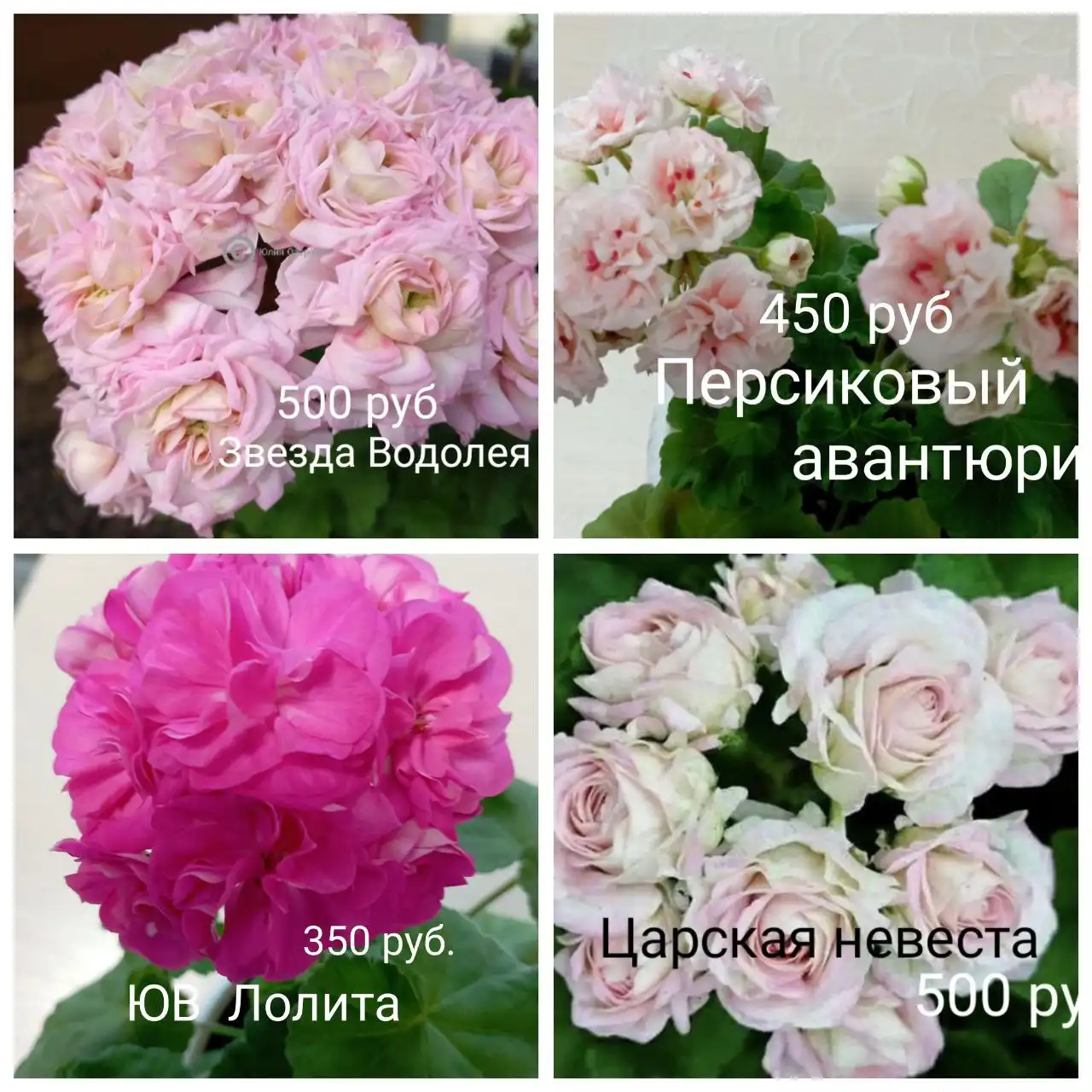 Продам укоренённые черенки пеларгоний - Комнатные растения (Хобби и отдых) в Красноярск