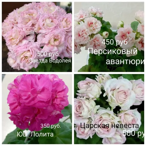 Продам укоренённые черенки пеларгоний - Велосипеды в Красноярск