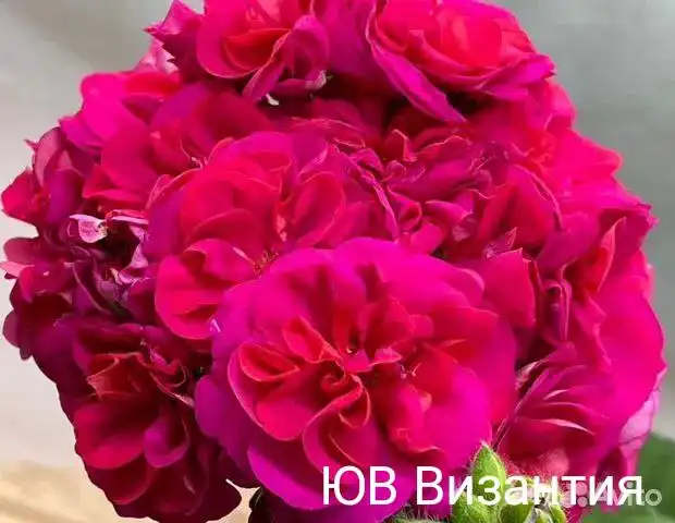 Укоренённые черенки комнатных растений - Комнатные растения (Хобби и отдых) в Красноярск