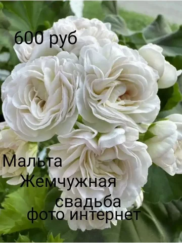 Продам укоренённые черенки комнатных растений - Велосипеды в Красноярск