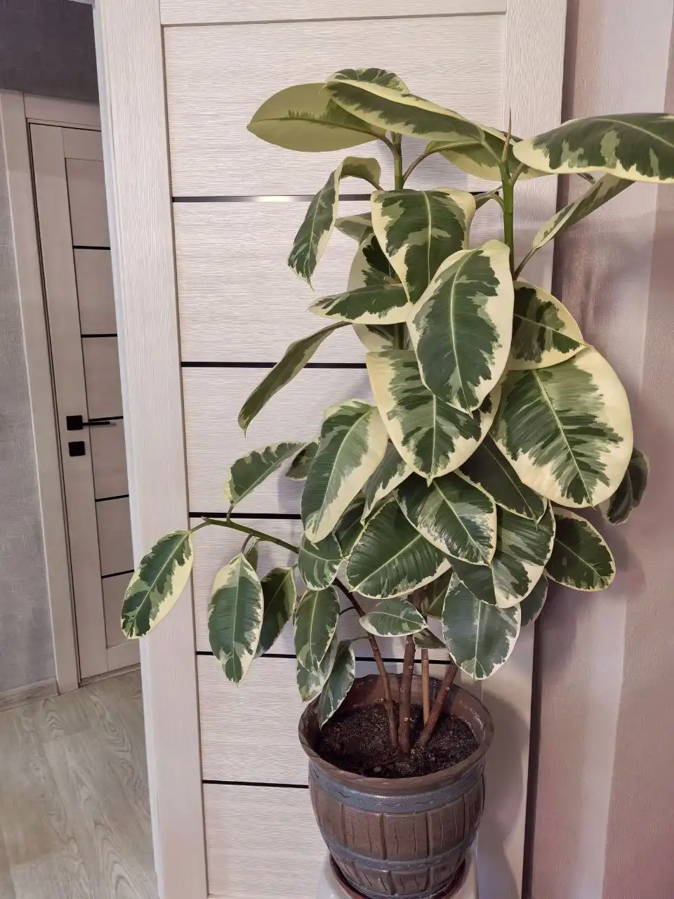 Фикус тенеке с горшком - Комнатные растения (Хобби и отдых) в Красноярск