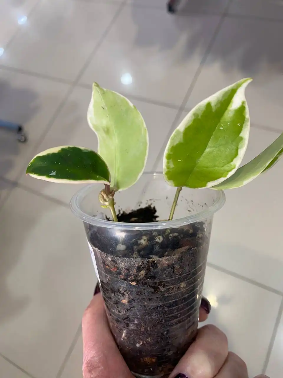 Хойя Карноза Кримсон Квин - Комнатные растения (Хобби и отдых) в Красноярск