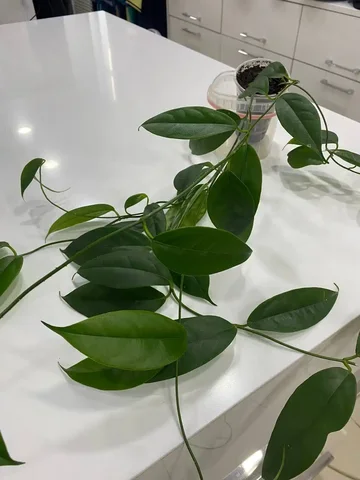 Хойя Буотти - Велосипеды в Красноярск