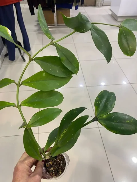 Продажа комнатного растения Хойя Лобби - Велосипеды в Красноярск