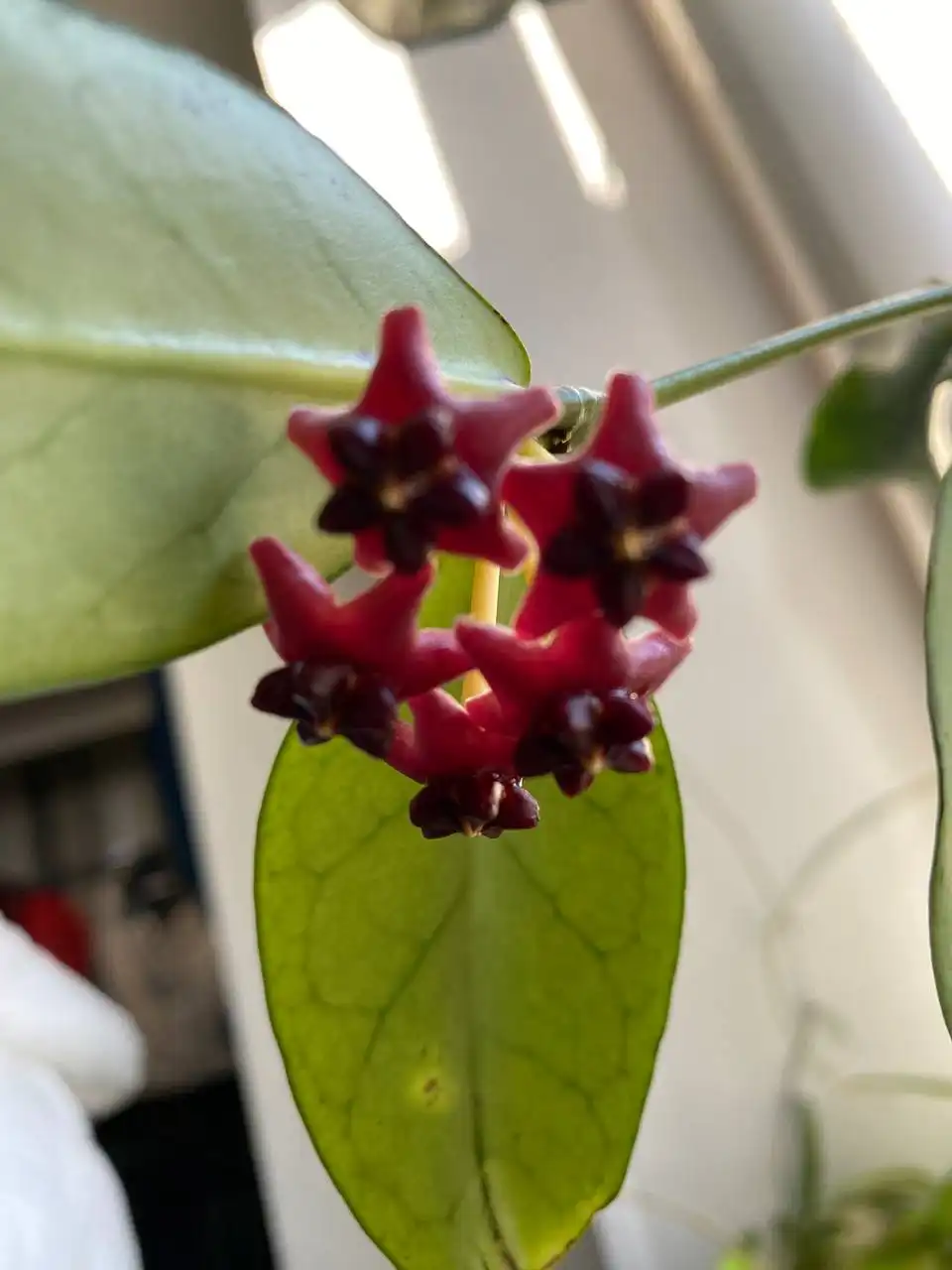 Продажа комнатного растения Хойя Лобби - Комнатные растения (Хобби и отдых) в Красноярск