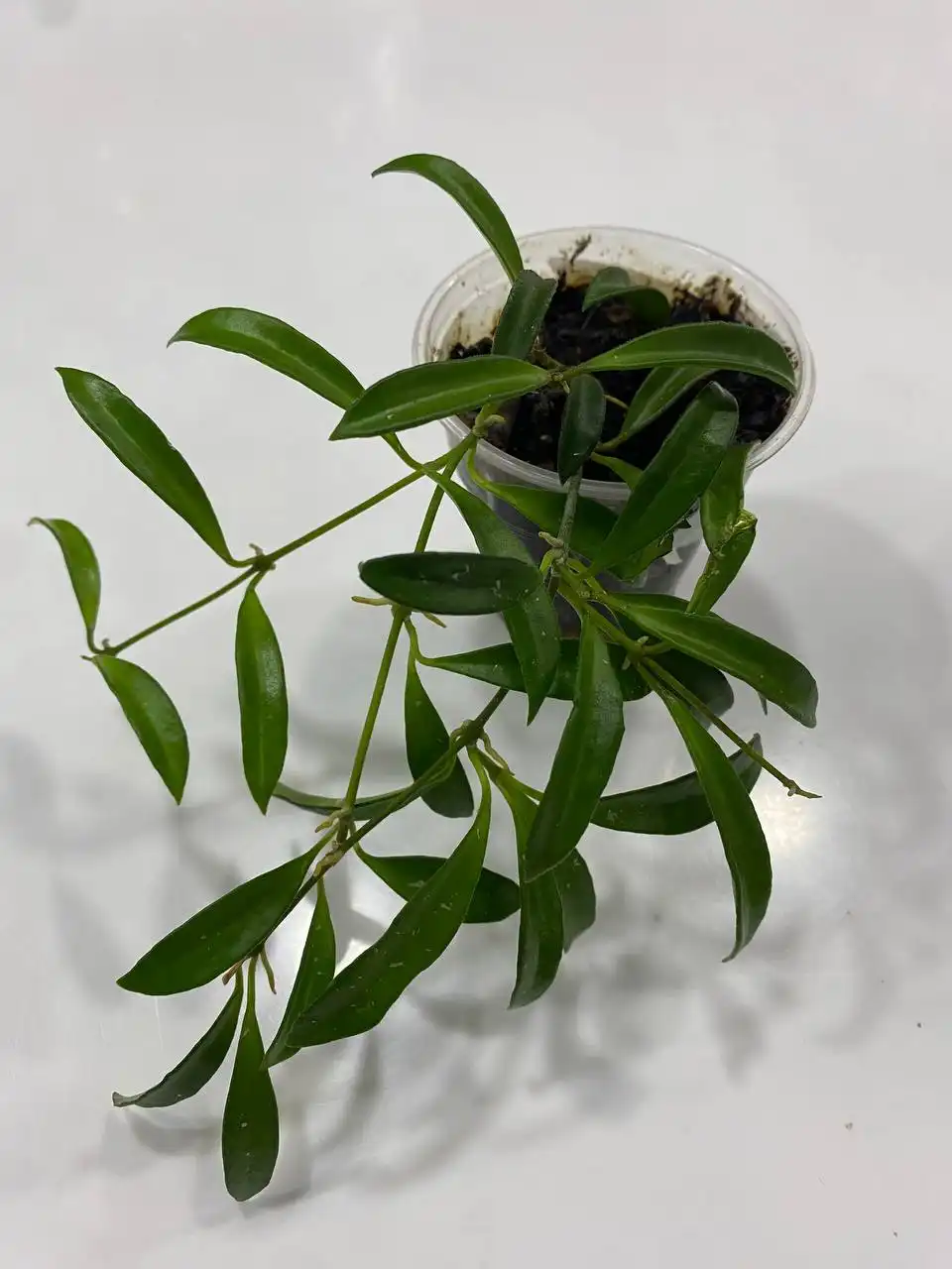 Хойя Замбалес - Мужская (Одежда) в Красноярск