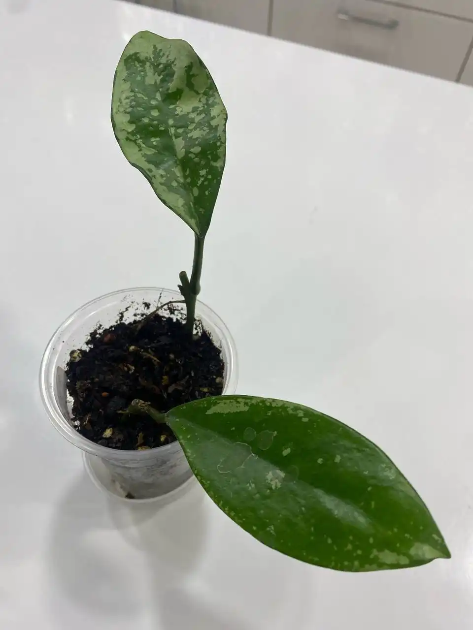 Продажа комнатного растения Хойя Ан-074 - Комнатные растения (Хобби и отдых) в Красноярск