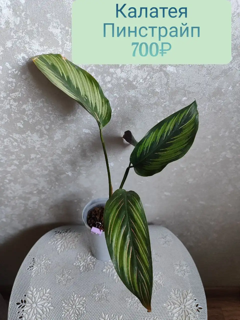 Калатея пинстрайп с деткой - Комнатные растения (Хобби и отдых) в Красноярск