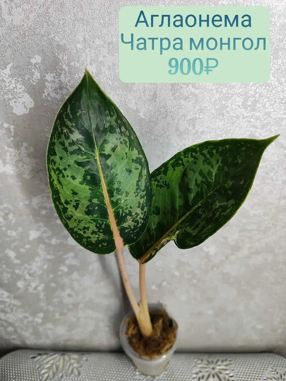 Аглаонема Чатра монгол комнатное растение - Комнатные растения (Хобби и отдых) в Красноярск