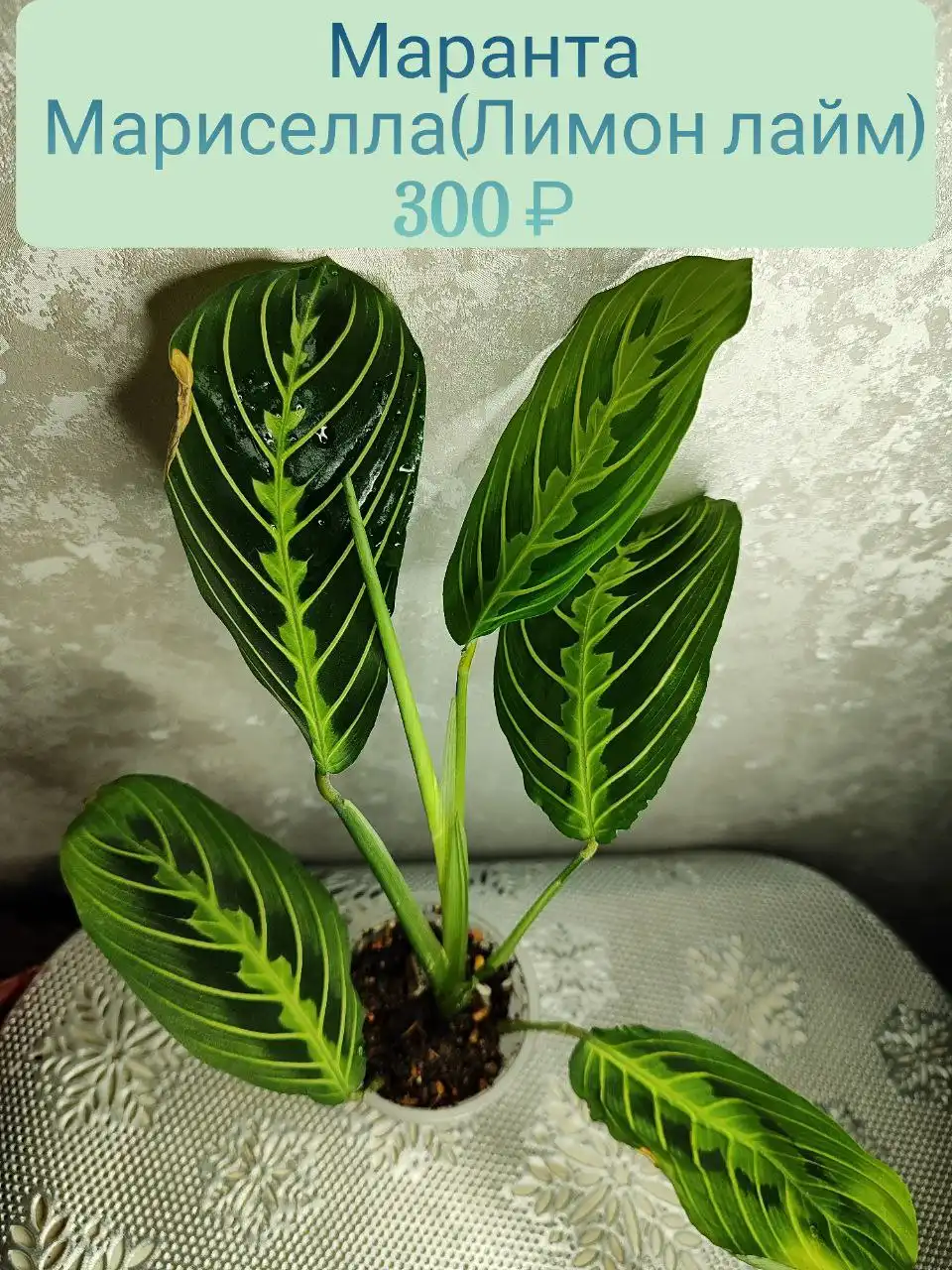 Маранта Мариселла (Лимон лайм) - Комнатные растения (Хобби и отдых) в Красноярск