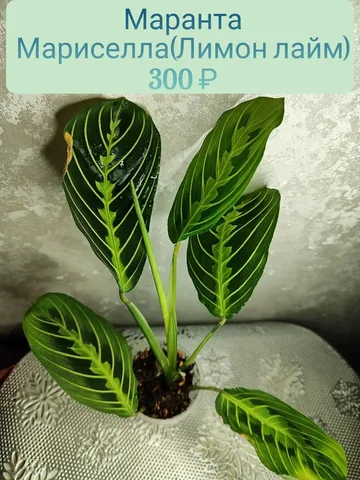 Маранта Мариселла (Лимон лайм) - Велосипеды в Красноярск