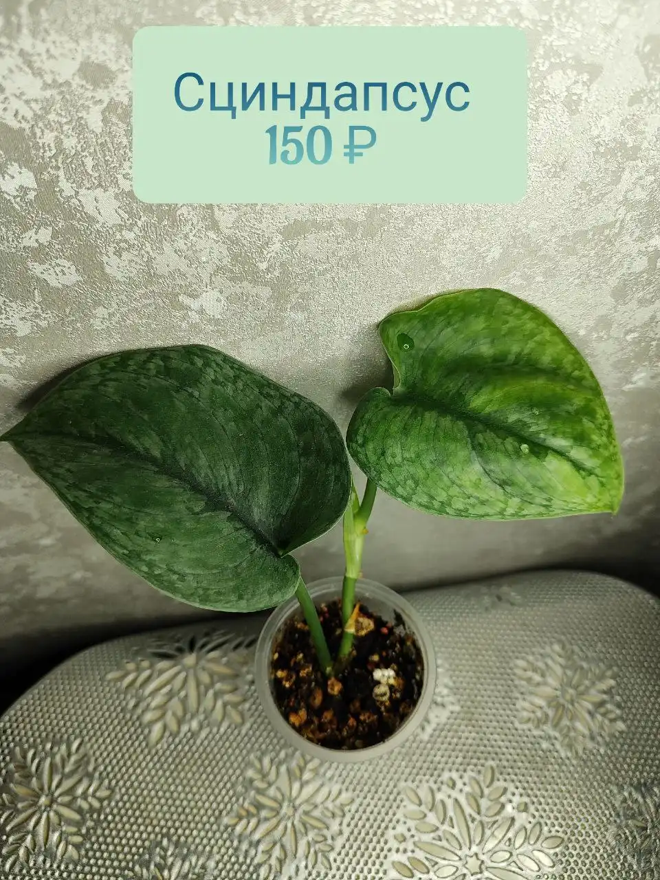 Сциндапсус комнатный - Комнатные растения (Хобби и отдых) в Красноярск