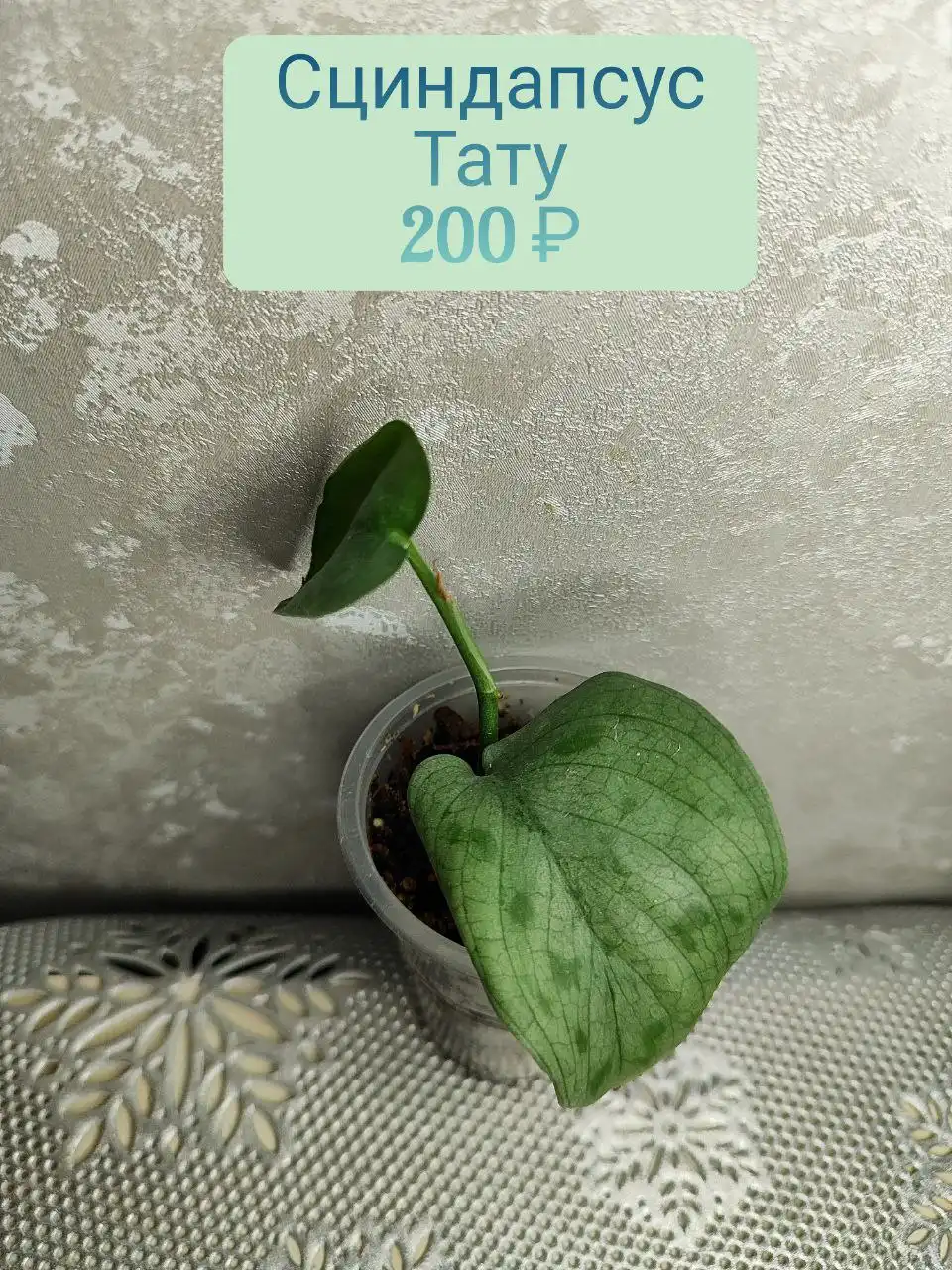Сциндапсус Тату - Комнатные растения (Хобби и отдых) в Красноярск