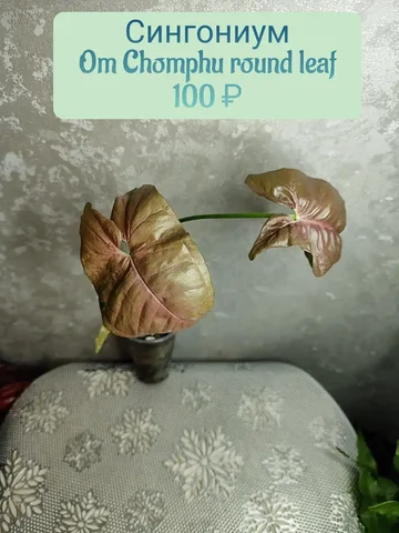 Сингониум комнатное растение - Велосипеды в Красноярск