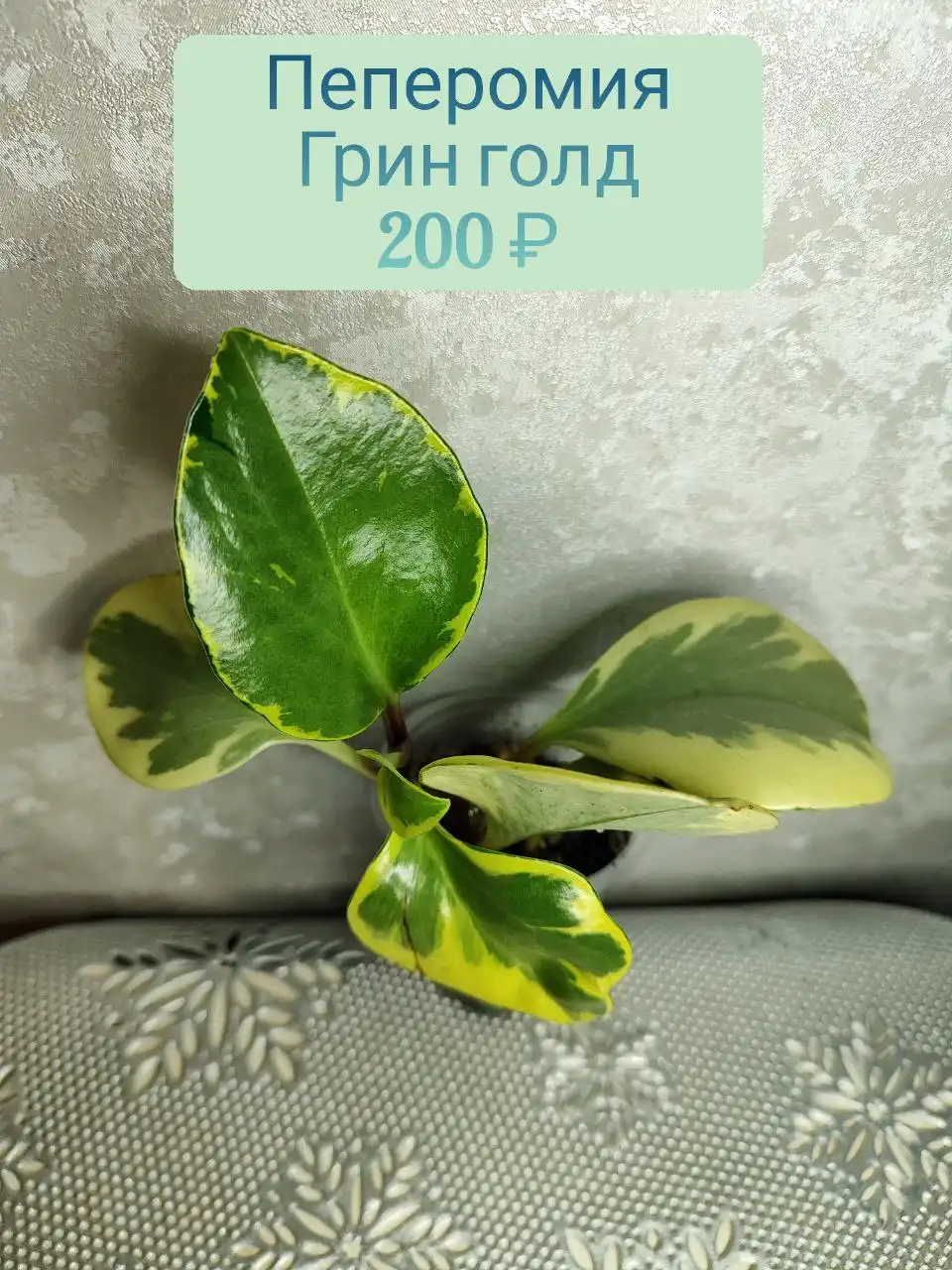 Продажа комнатного растения Пеперомия Грин голд - Комнатные растения (Хобби и отдых) в Красноярск