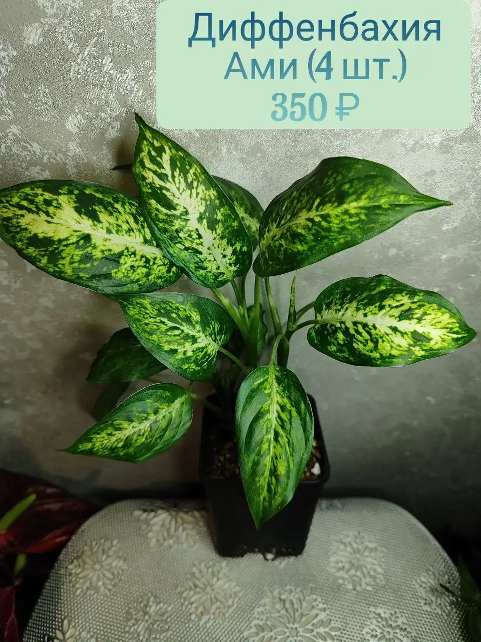 Диффенбахия Ами в горшке с 4 растениями - Комнатные растения (Барахолка) в Красноярск