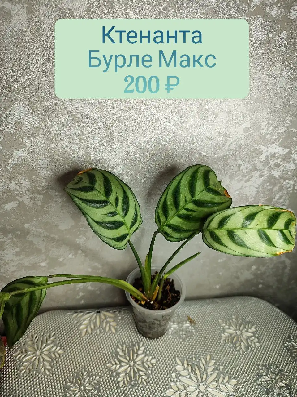 Ктенанта Бурле Макс - Комнатные растения (Хобби и отдых) в Красноярск